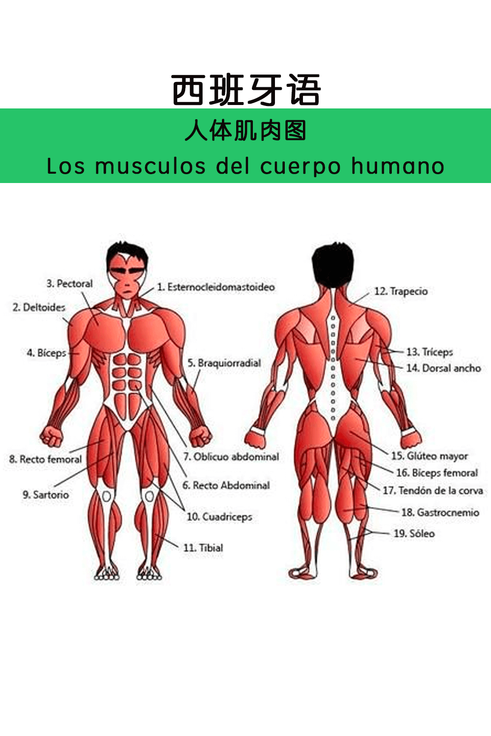 西语词汇 I 人体肌肉图解、人体各个肌肉部位名称图解