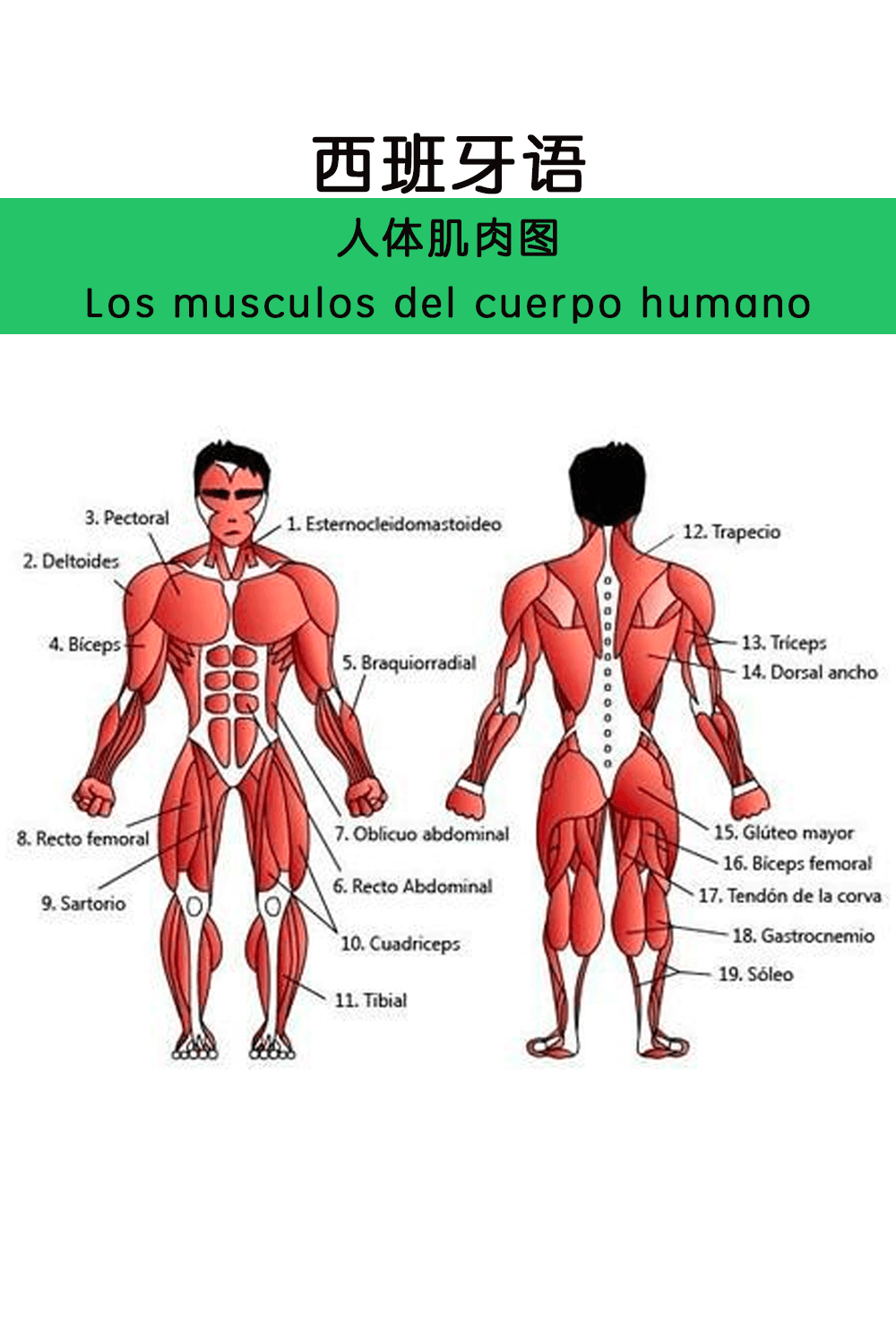 西班牙语 I 人体各部分肌肉词汇(图1)